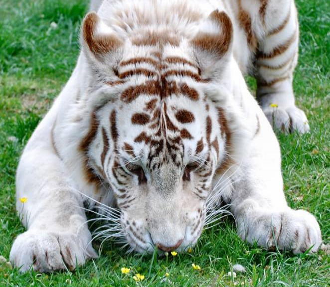  animals_sniffing_flowers