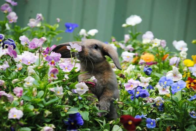  animals_sniffing_flowers