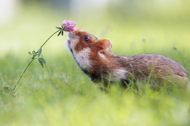  animals_sniffing_flowers