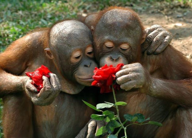  animals_sniffing_flowers