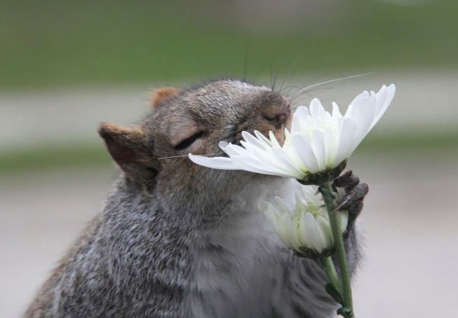  animals_sniffing_flowers