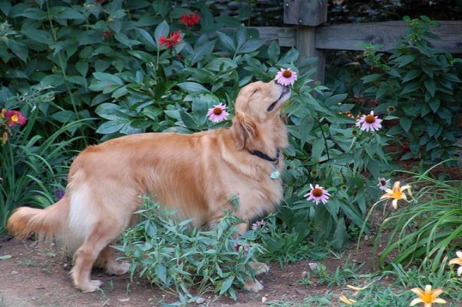  animals_sniffing_flowers