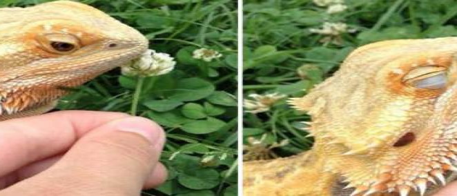  animals_sniffing_flowers