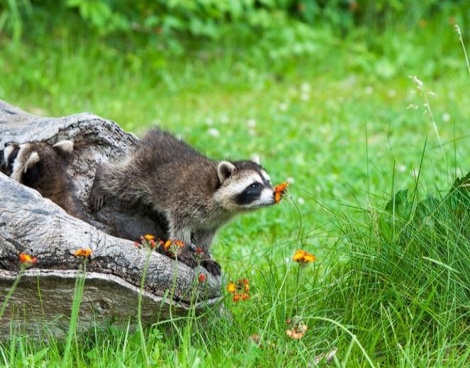  animals_sniffing_flowers