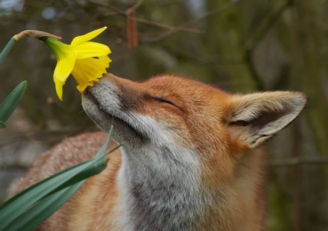  animals_sniffing_flowers