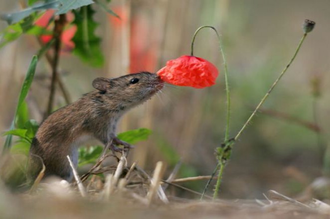  animals_sniffing_flowers