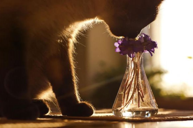  animals_sniffing_flowers