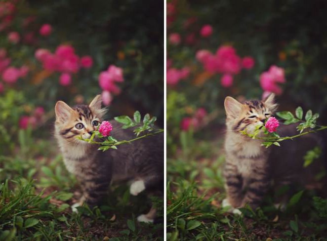  animals_sniffing_flowers