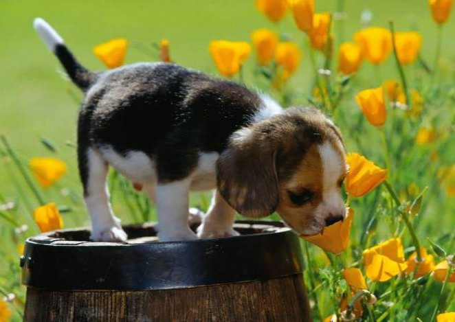  animals_sniffing_flowers