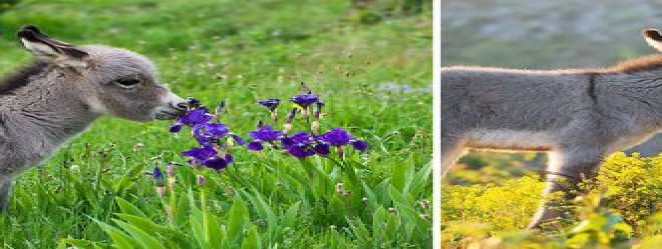  animals_sniffing_flowers