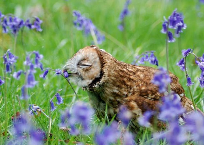  animals_sniffing_flowers